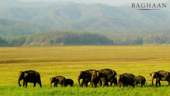 jim corbett place near delhi