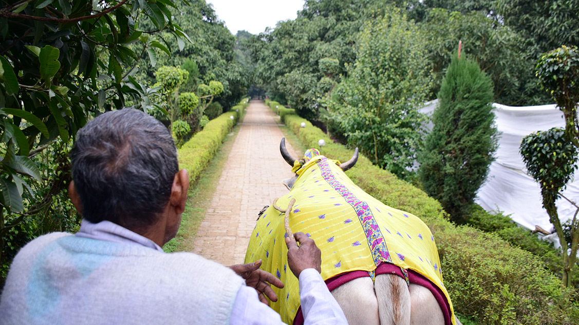 Bullock Cart Ride Baghaan