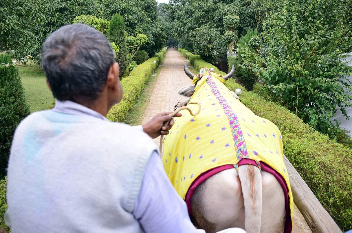 Bullock Cart Ride